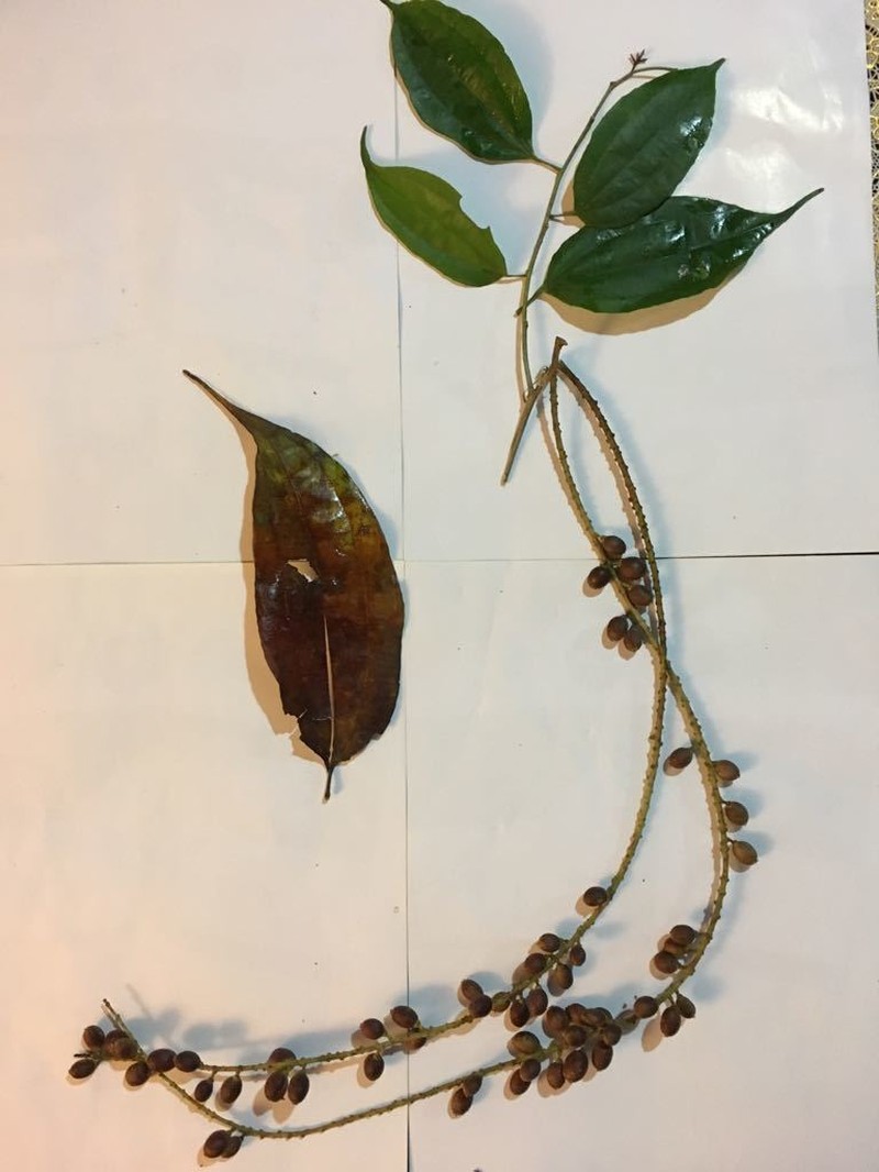 Lunania parviflora photo 8