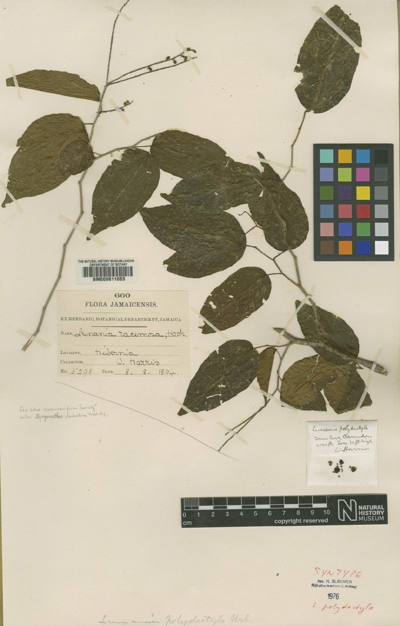 Lunania polydactyla photo 2
