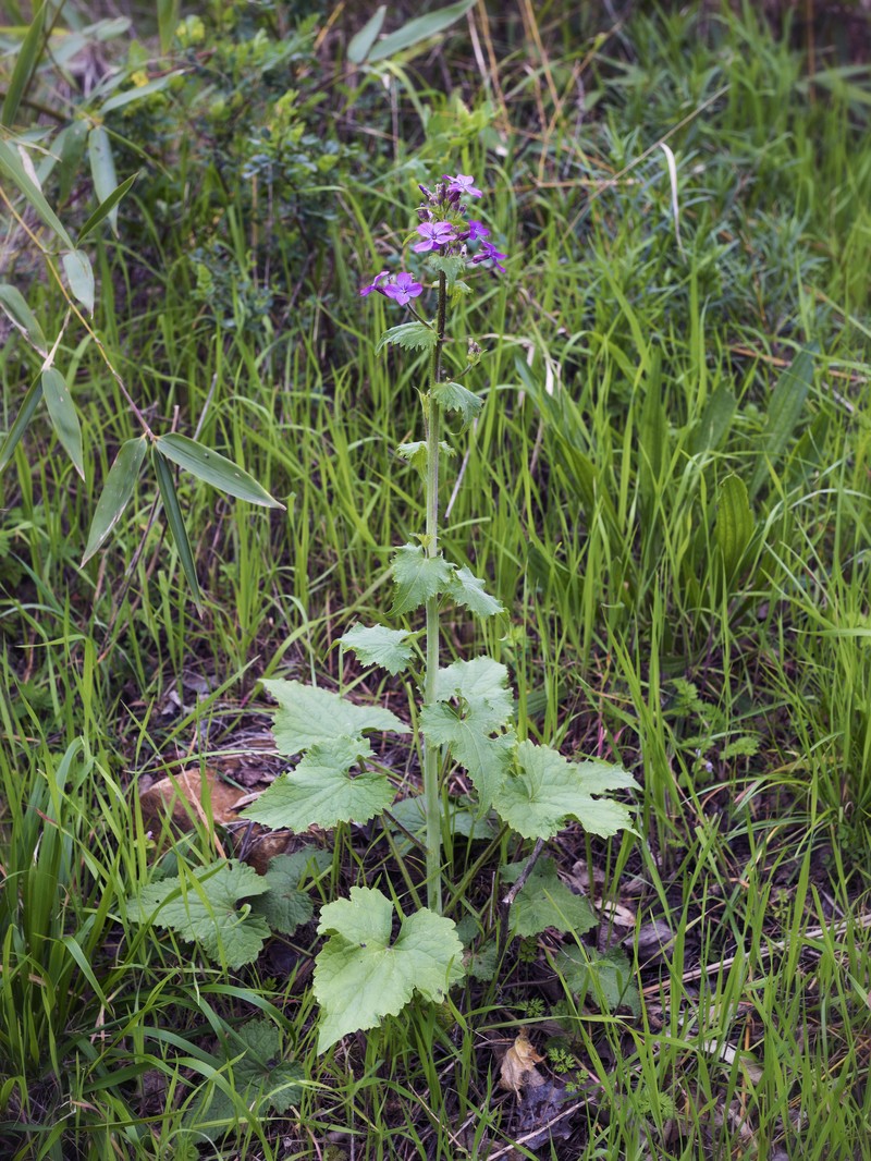 Annual Honesty photo 3