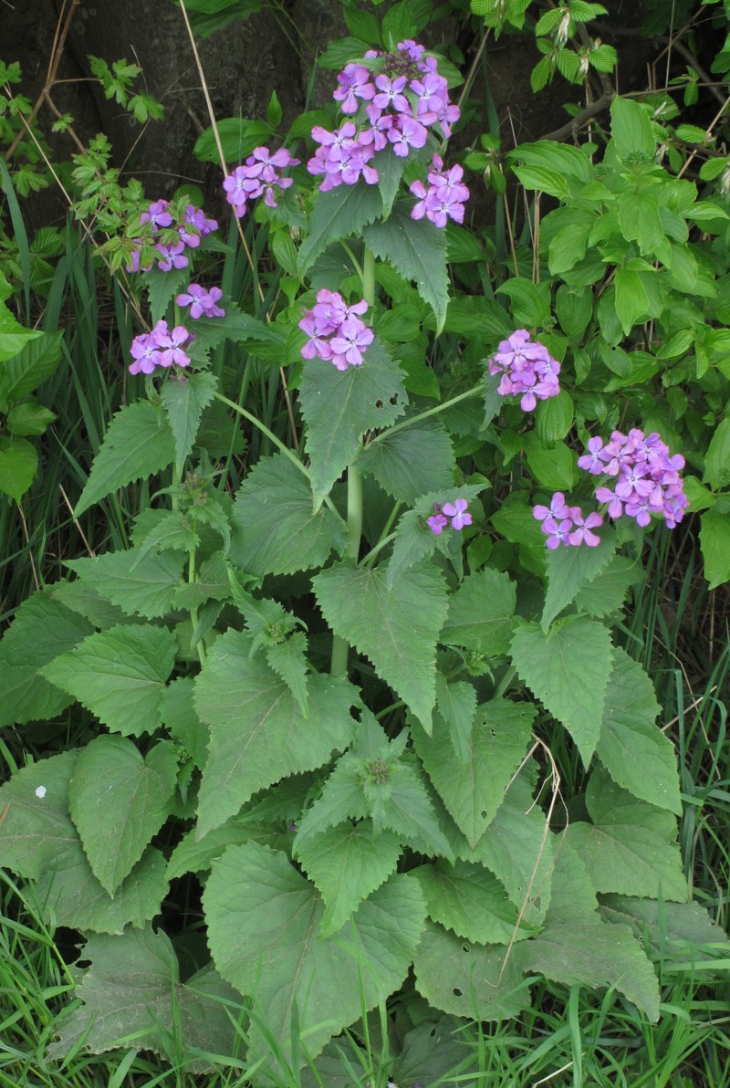 Annual Honesty photo 4