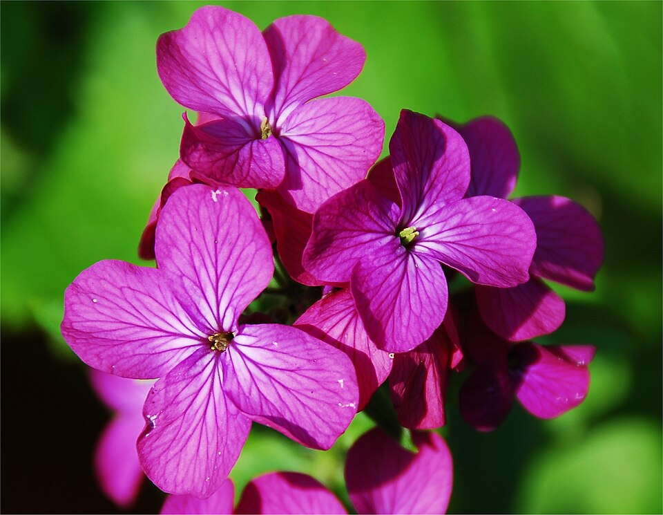 Annual Honesty photo 6