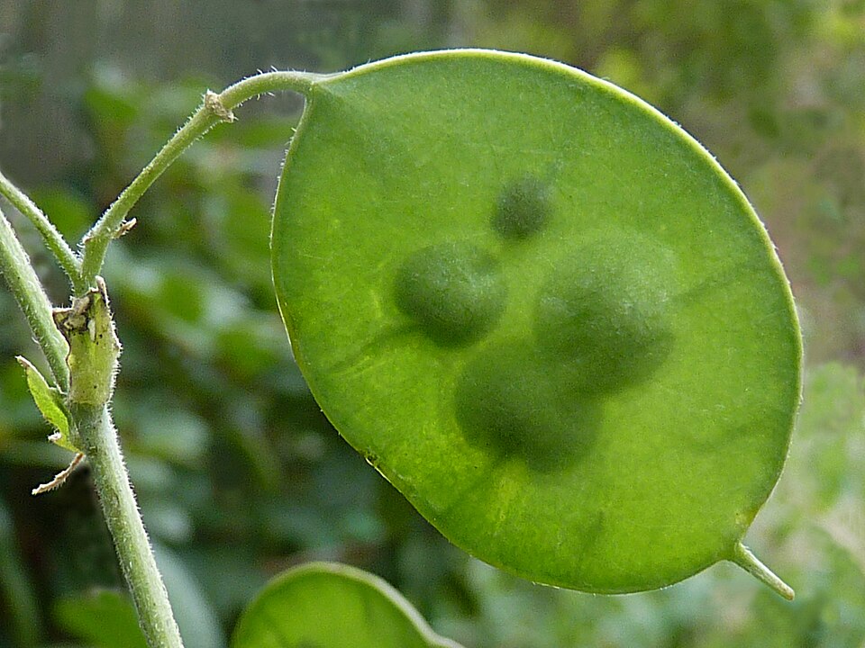 Annual Honesty photo 7