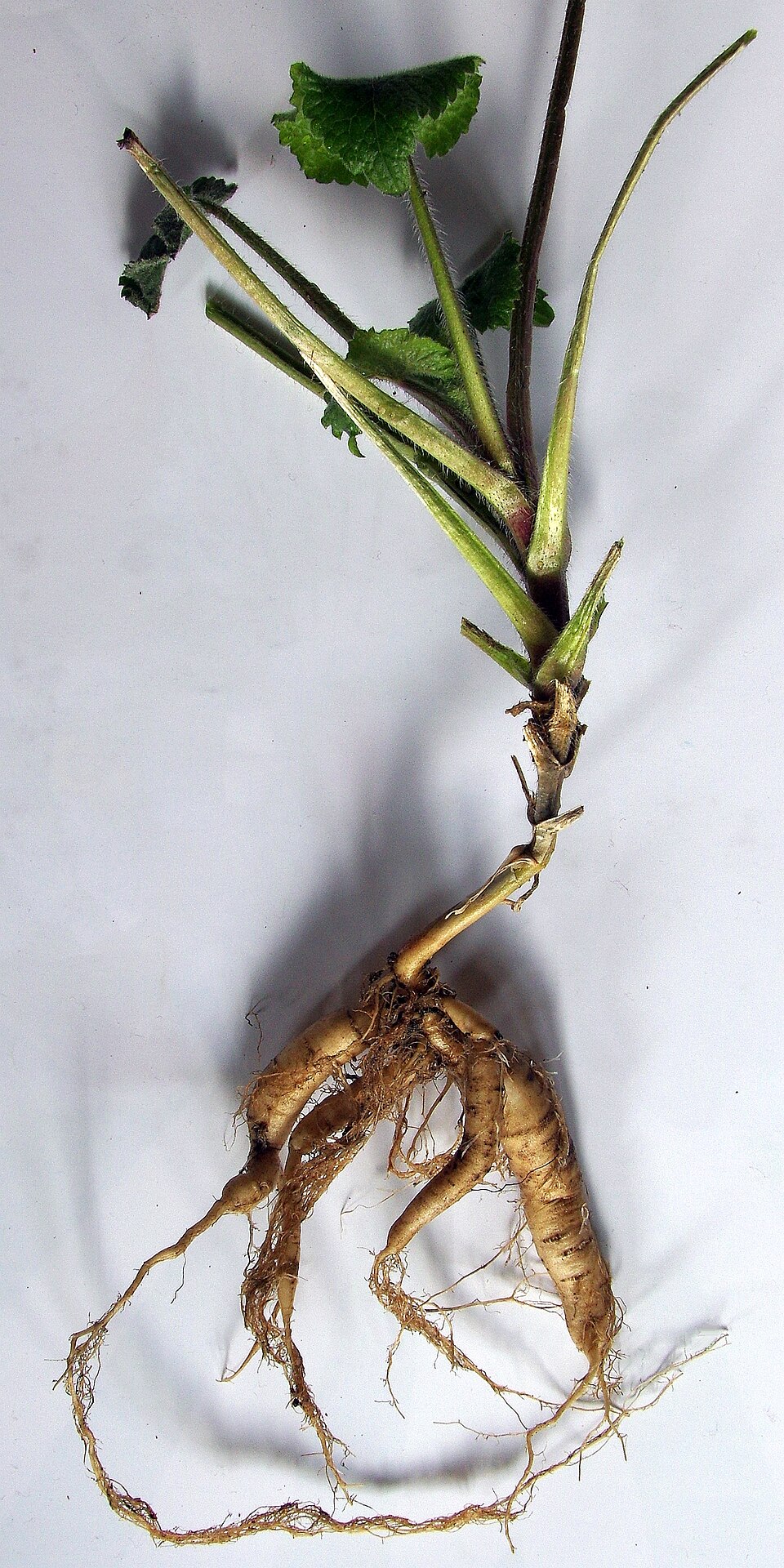 Annual Honesty photo 8