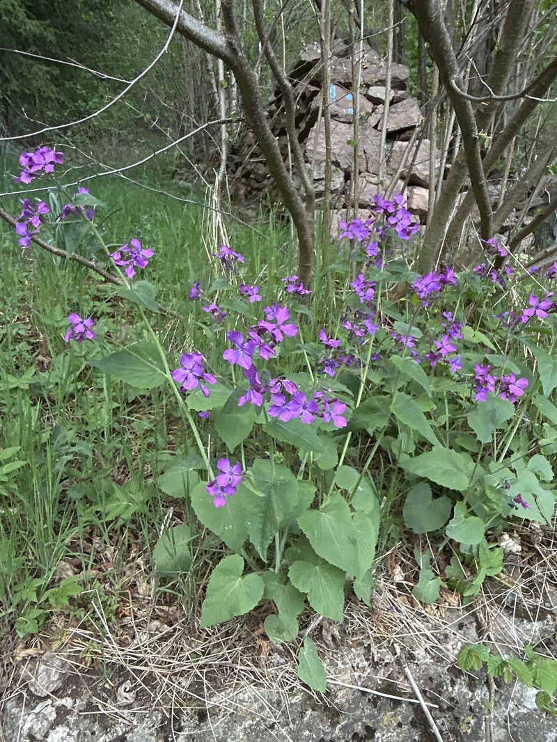 Lunaria annua subsp. annua