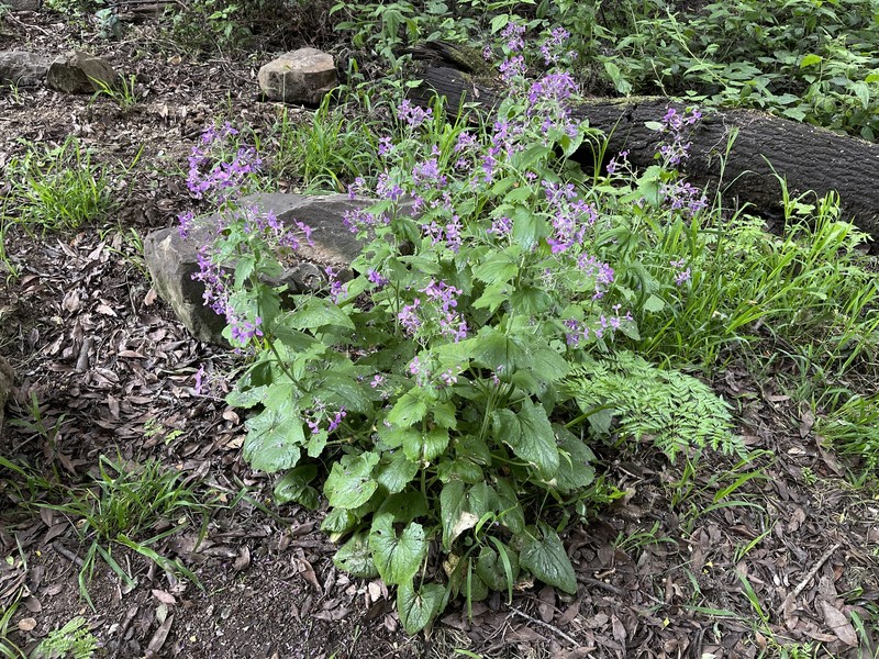 Lunaria annua subsp. annua photo 2