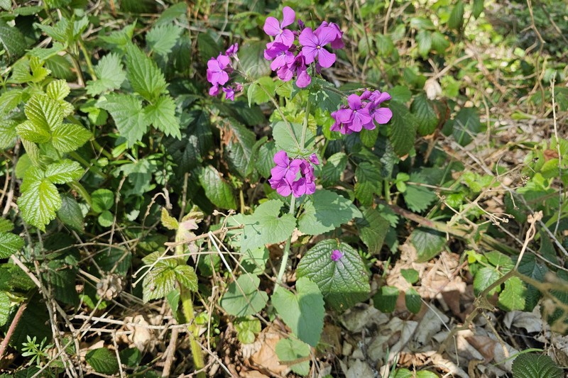Lunaria annua subsp. annua photo 3