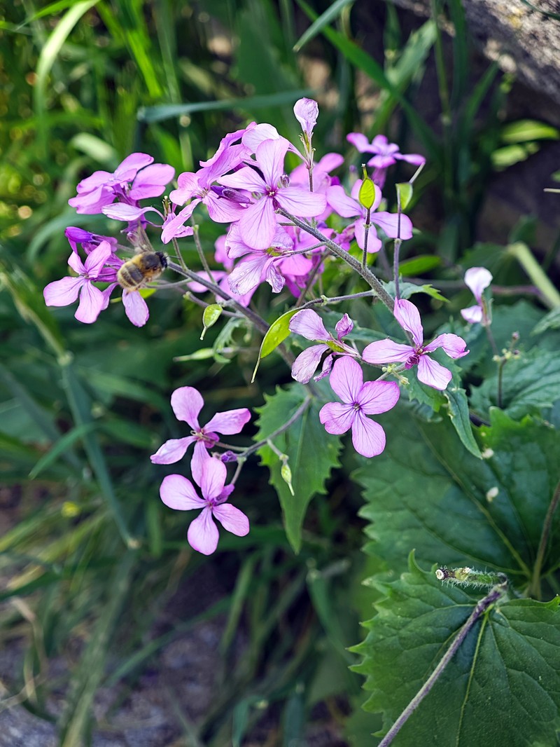 Lunaria annua subsp. annua photo 4