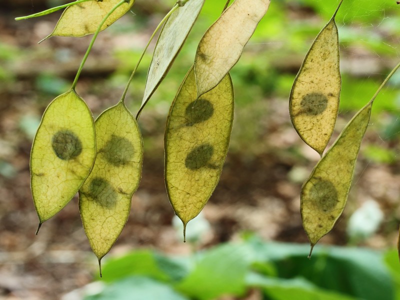 Perennial Honesty photo 2