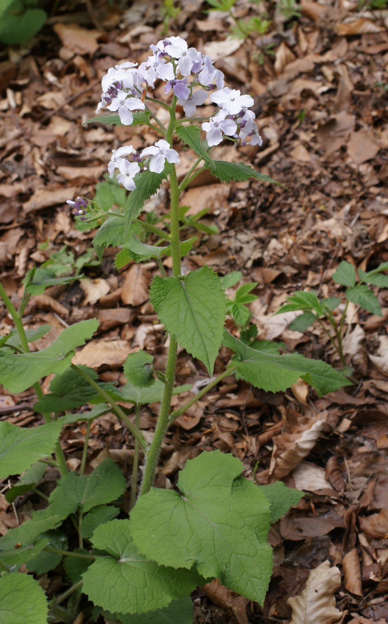 Perennial Honesty photo 3