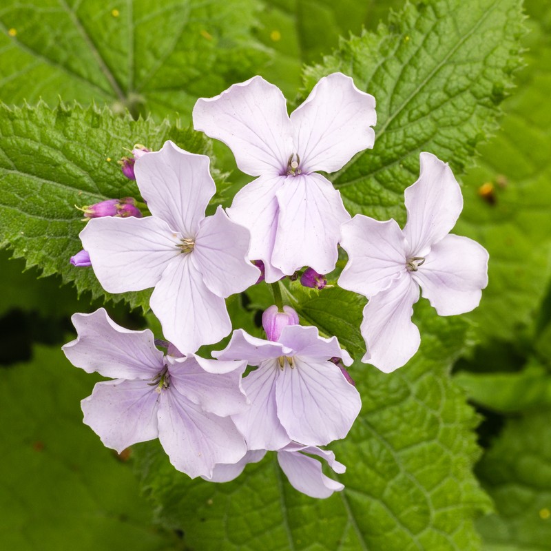 Perennial Honesty photo 4