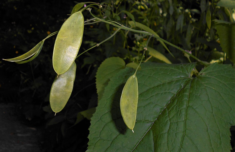Perennial Honesty photo 5