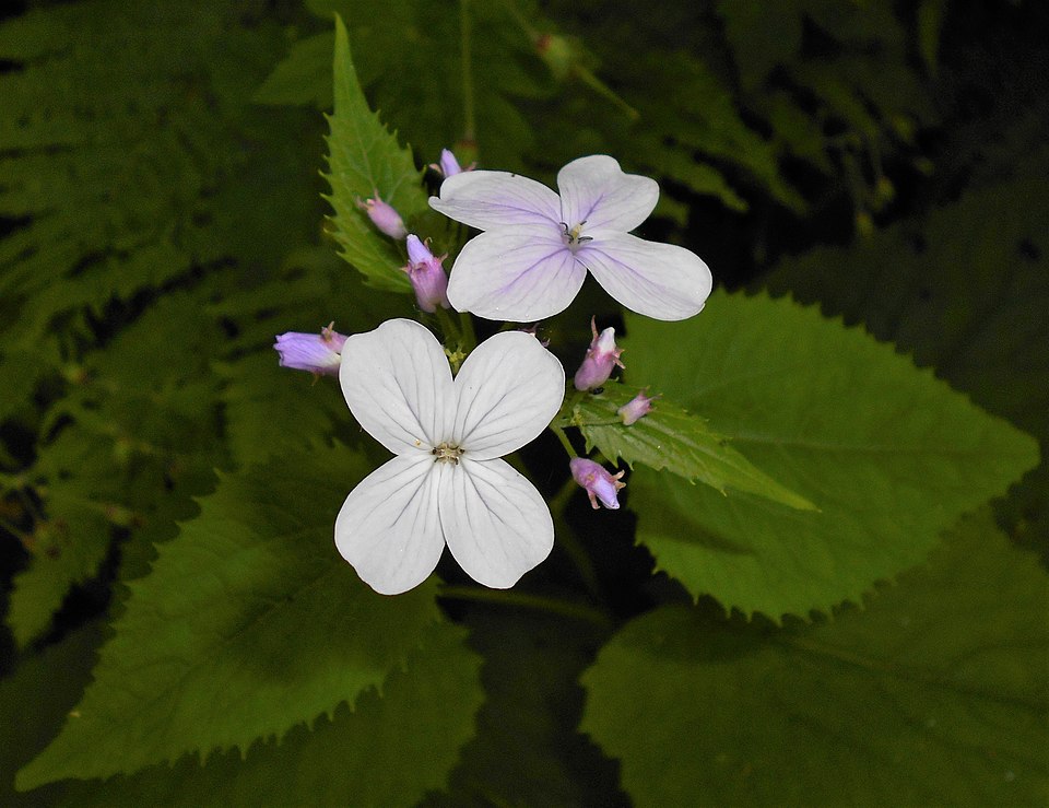 Perennial Honesty photo 6