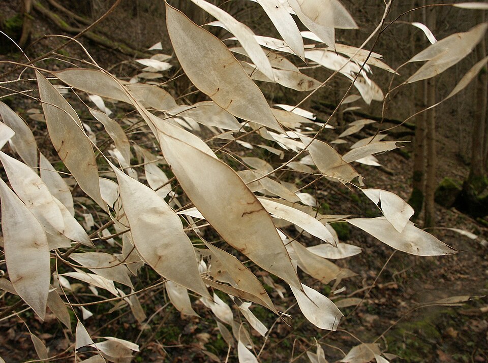 Perennial Honesty photo 7
