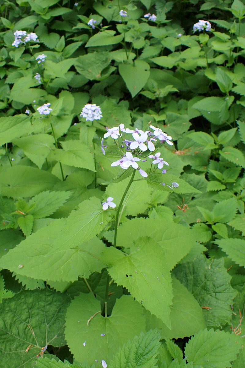 Perennial Honesty photo 8