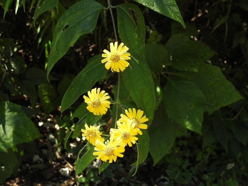 Lundellianthus breedlovei photo 2