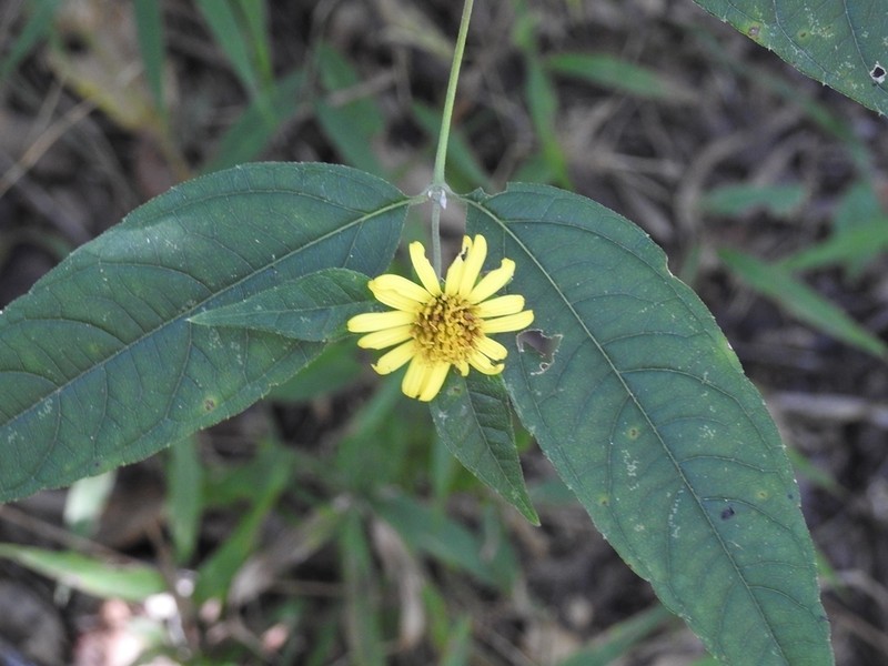 Lundellianthus breedlovei photo 3