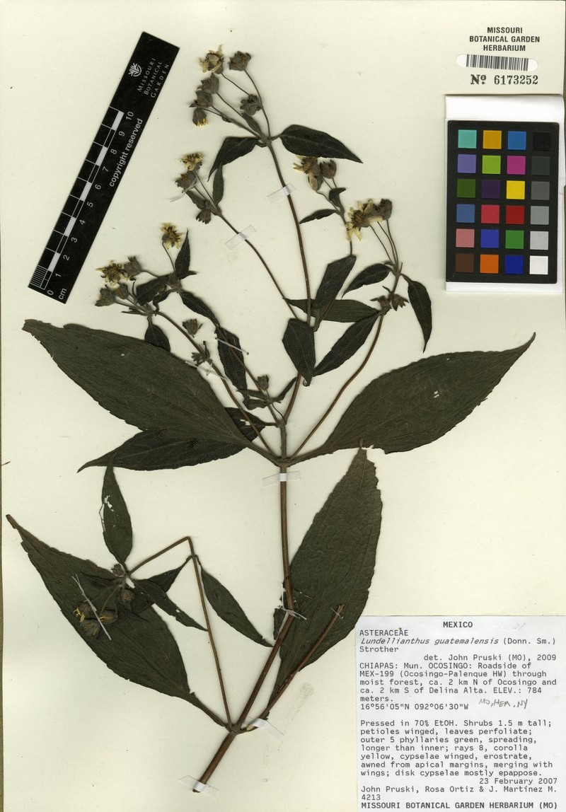 Lundellianthus guatemalensis