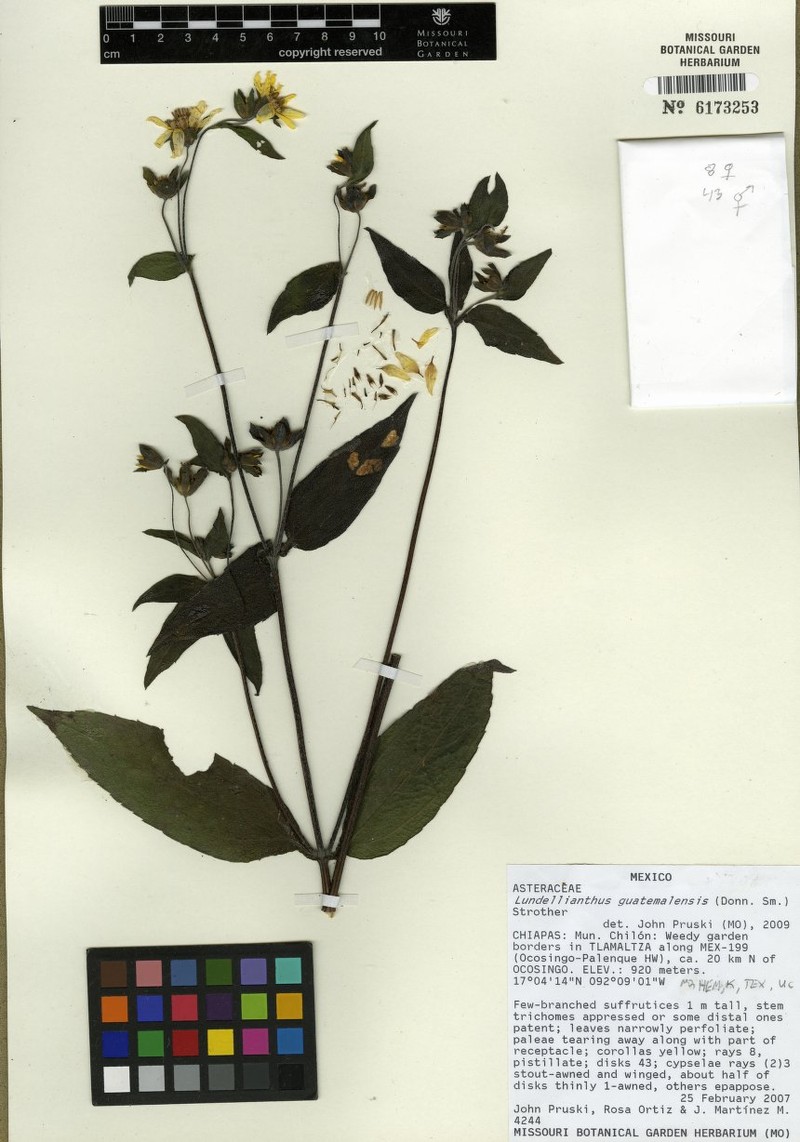 Lundellianthus guatemalensis photo 2