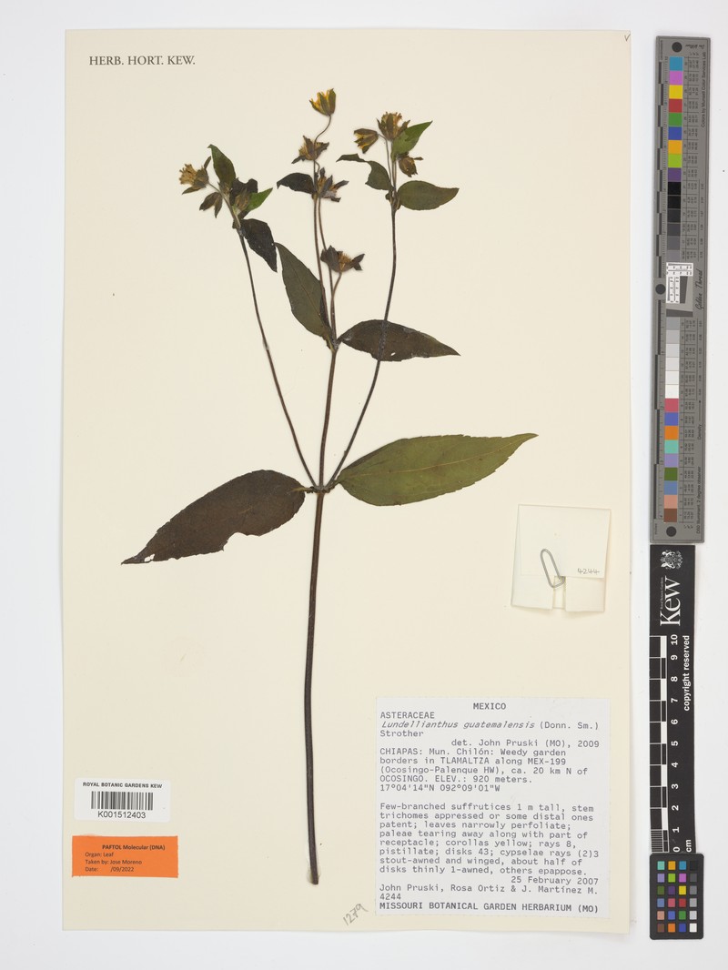 Lundellianthus guatemalensis photo 3