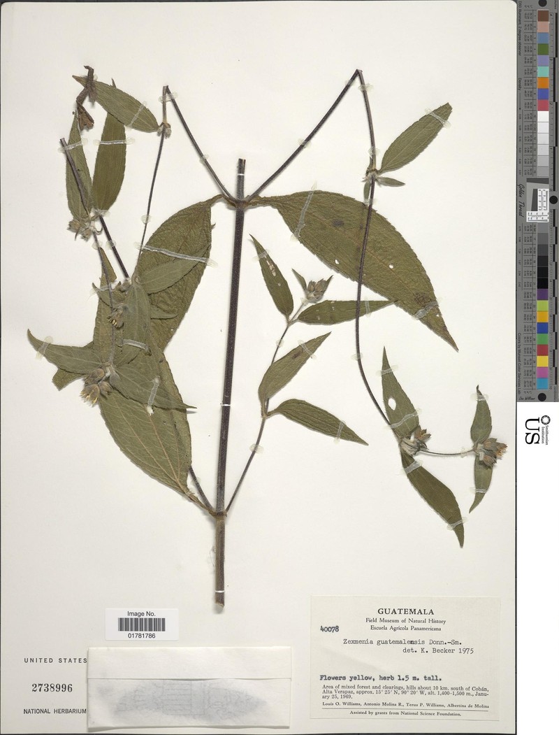 Lundellianthus guatemalensis photo 4