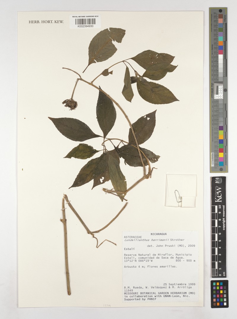 Lundellianthus harrimanii