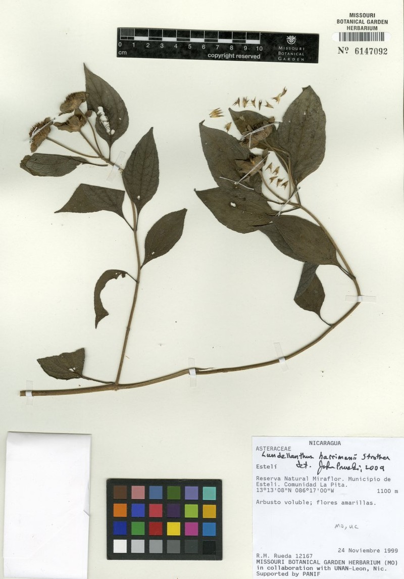 Lundellianthus harrimanii photo 2