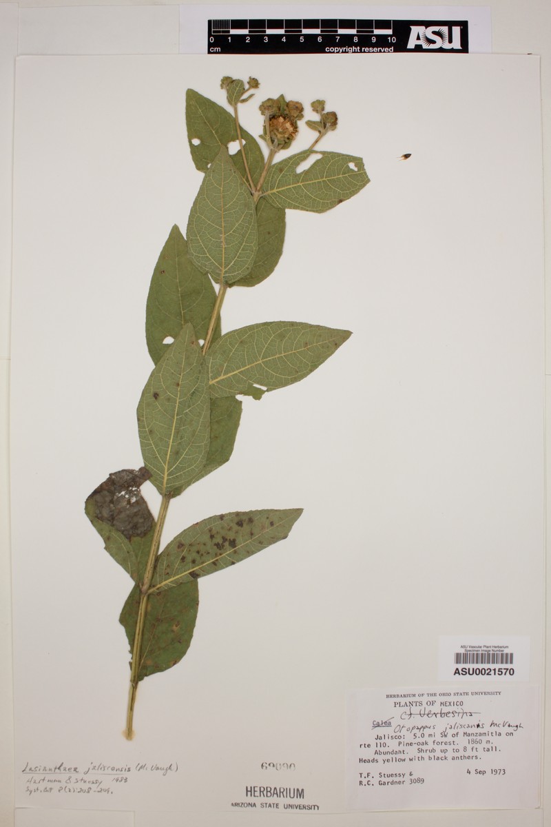 Lundellianthus jaliscensis