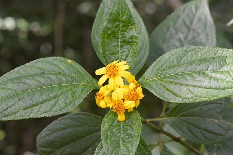 Lundellianthus salvinii