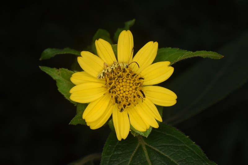 Lundellianthus salvinii photo 2