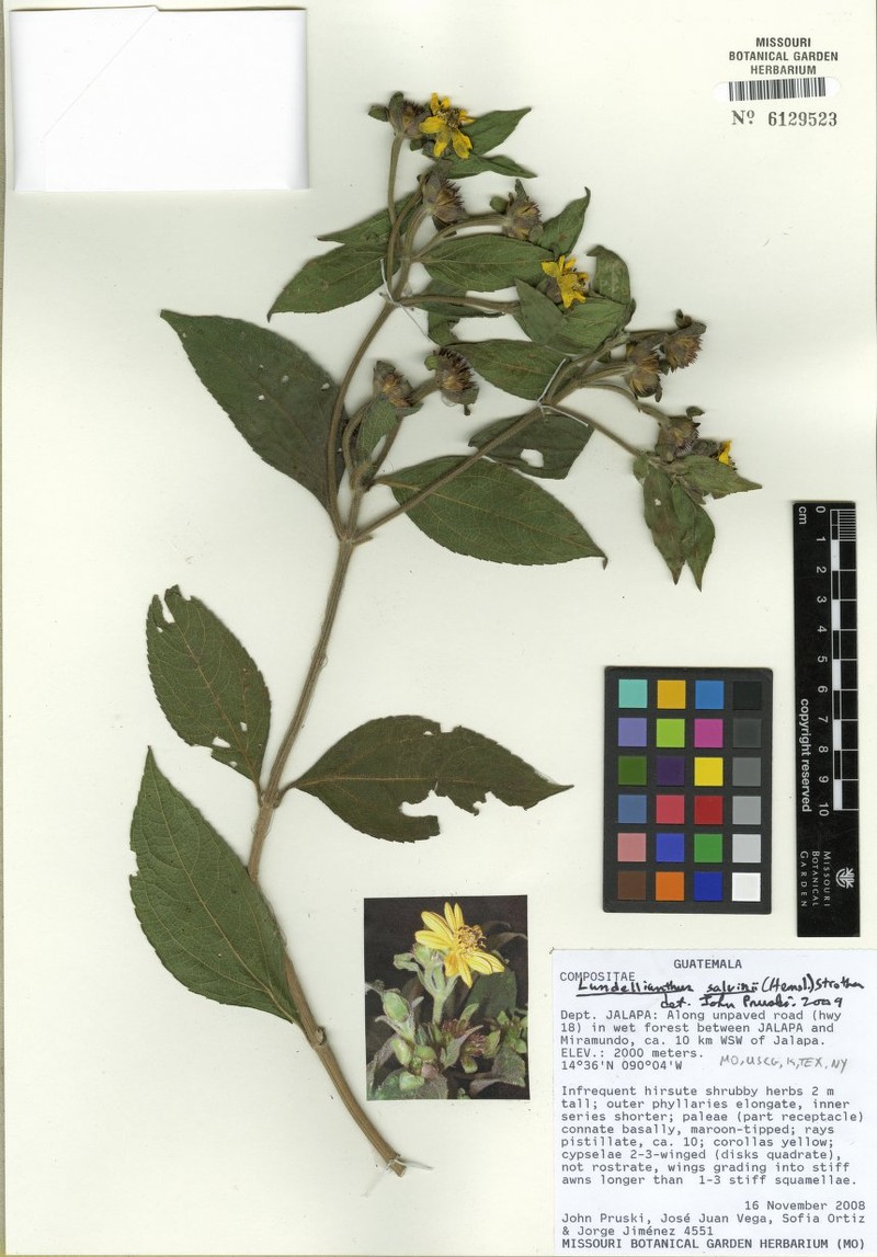 Lundellianthus salvinii photo 5