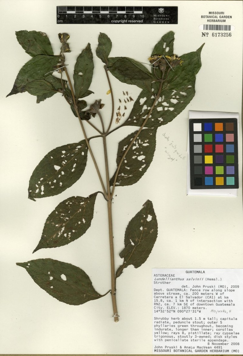 Lundellianthus salvinii photo 6