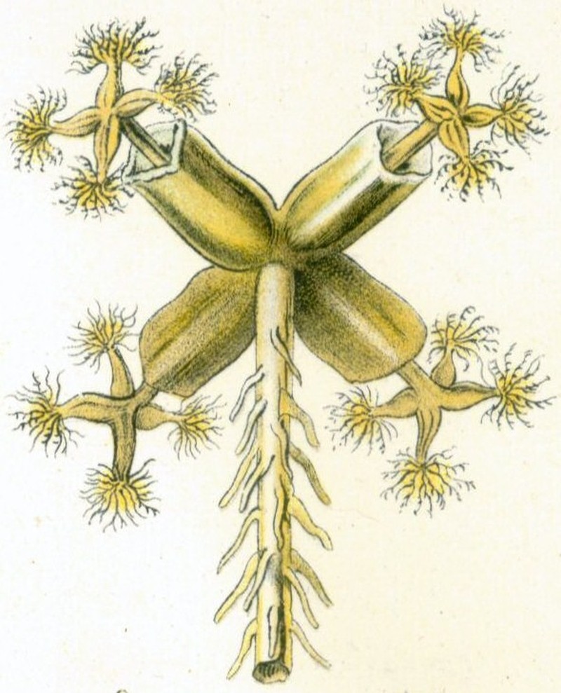 Lunularia cruciata photo 2