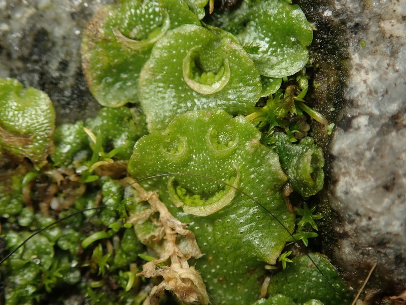 Lunularia cruciata photo 3