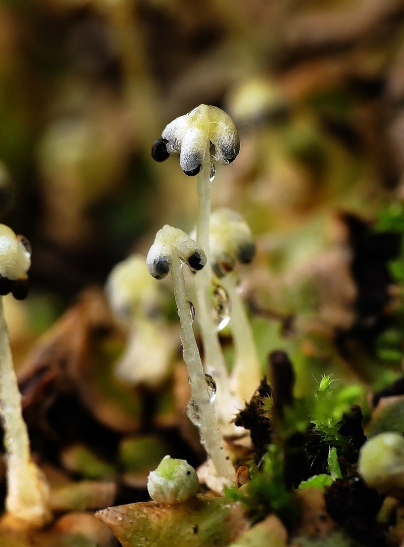 Lunularia cruciata photo 4