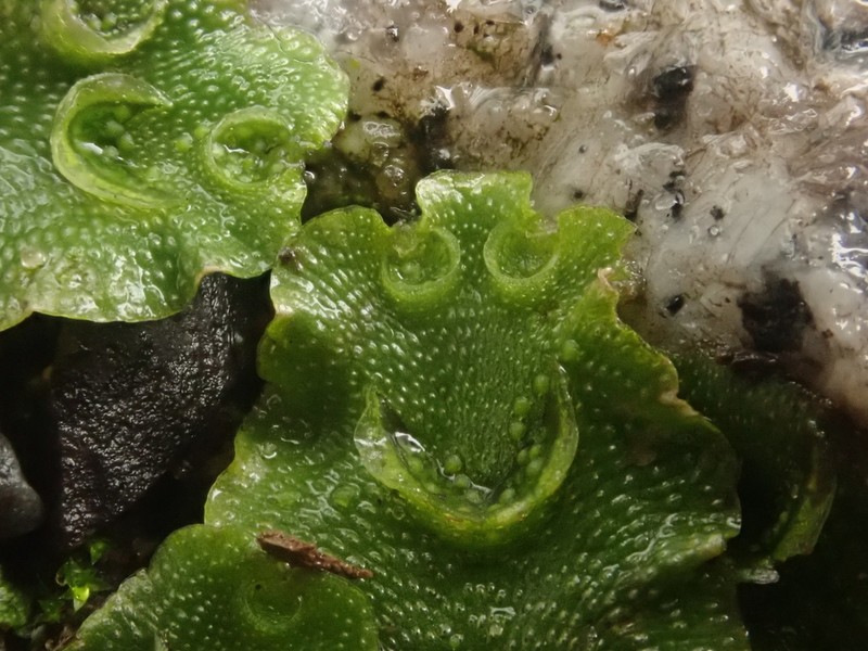 Lunularia cruciata photo 5