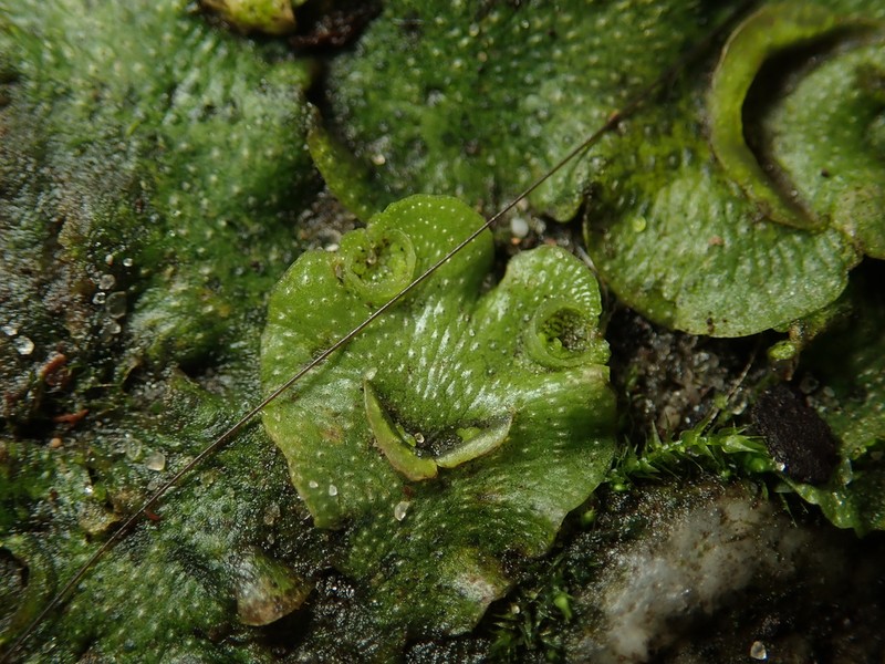 Lunularia cruciata photo 6