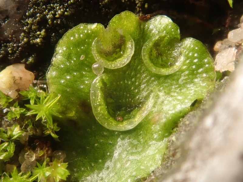 Lunularia cruciata photo 7