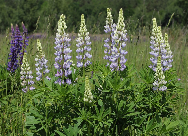 Lupine