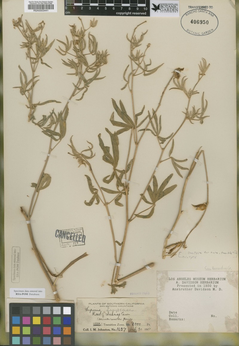 Lupinus × inyoensis photo 5