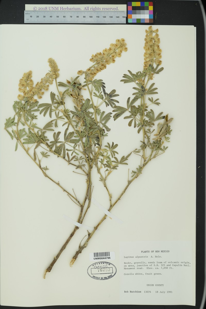 Great Basin Lupine photo 6
