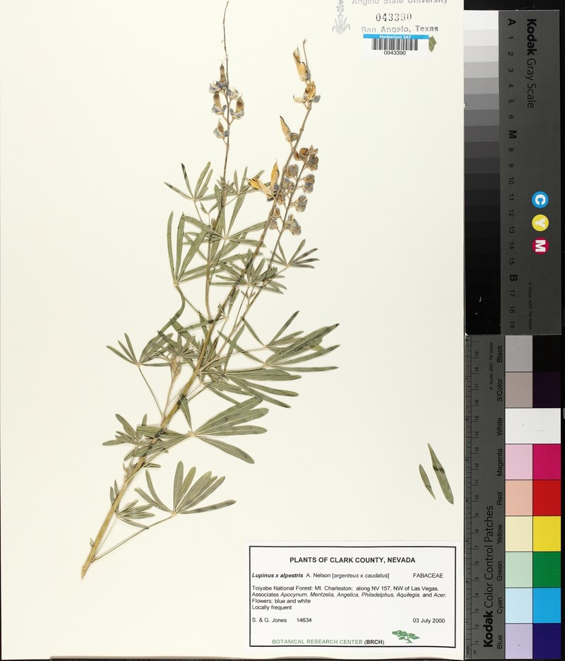 Great Basin Lupine