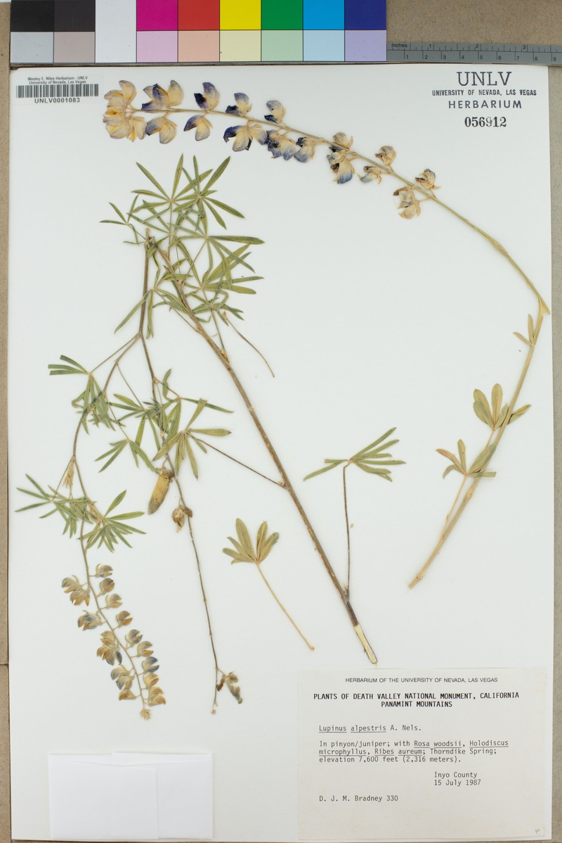 Great Basin Lupine photo 3