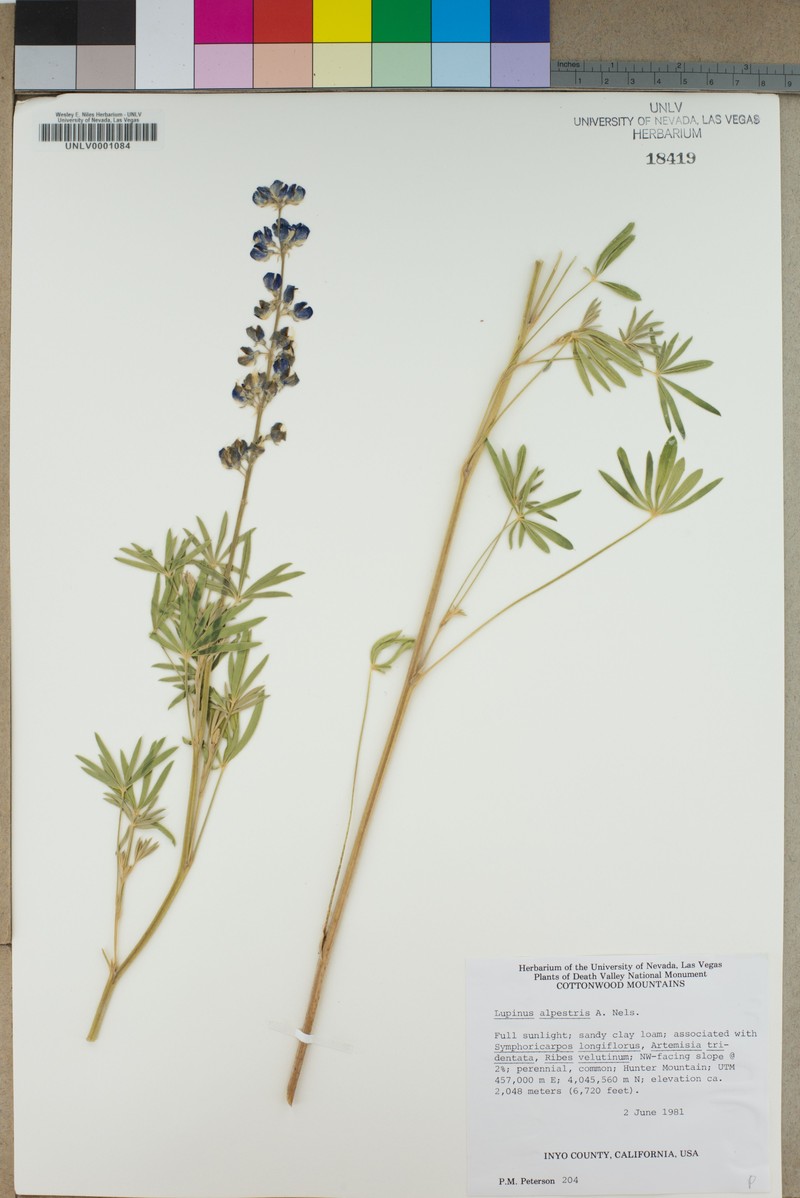 Great Basin Lupine photo 4