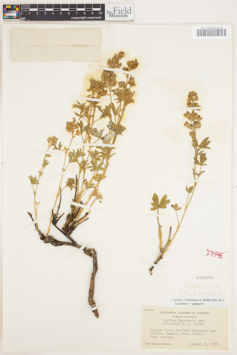 Inyo Lupine photo 2