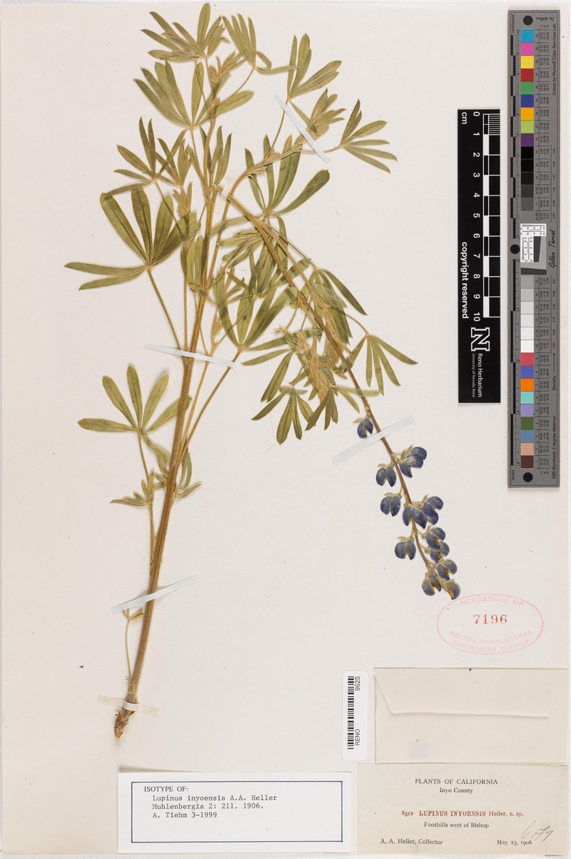 Inyo Lupine photo 4