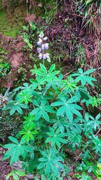 Lupinus aberrans