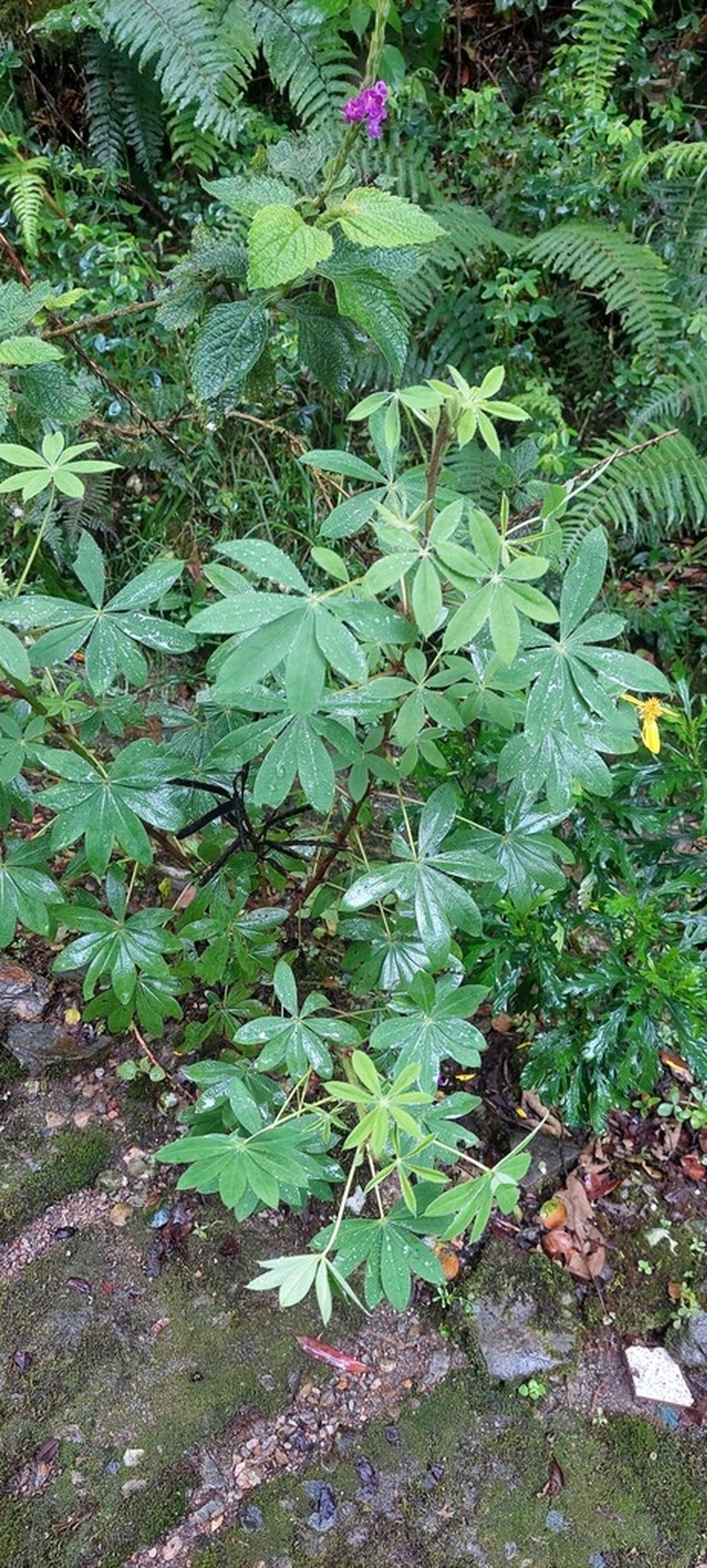 Lupinus aberrans photo 2