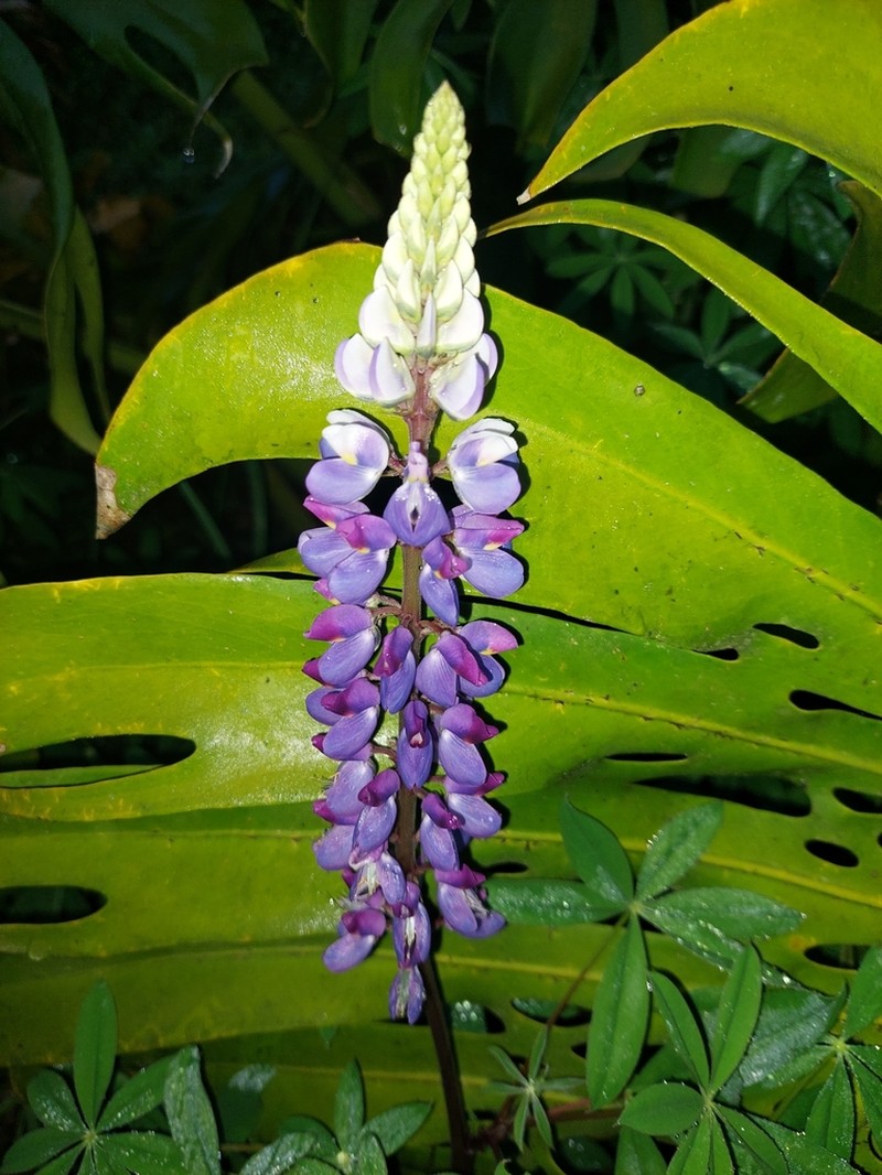Lupinus aberrans photo 3