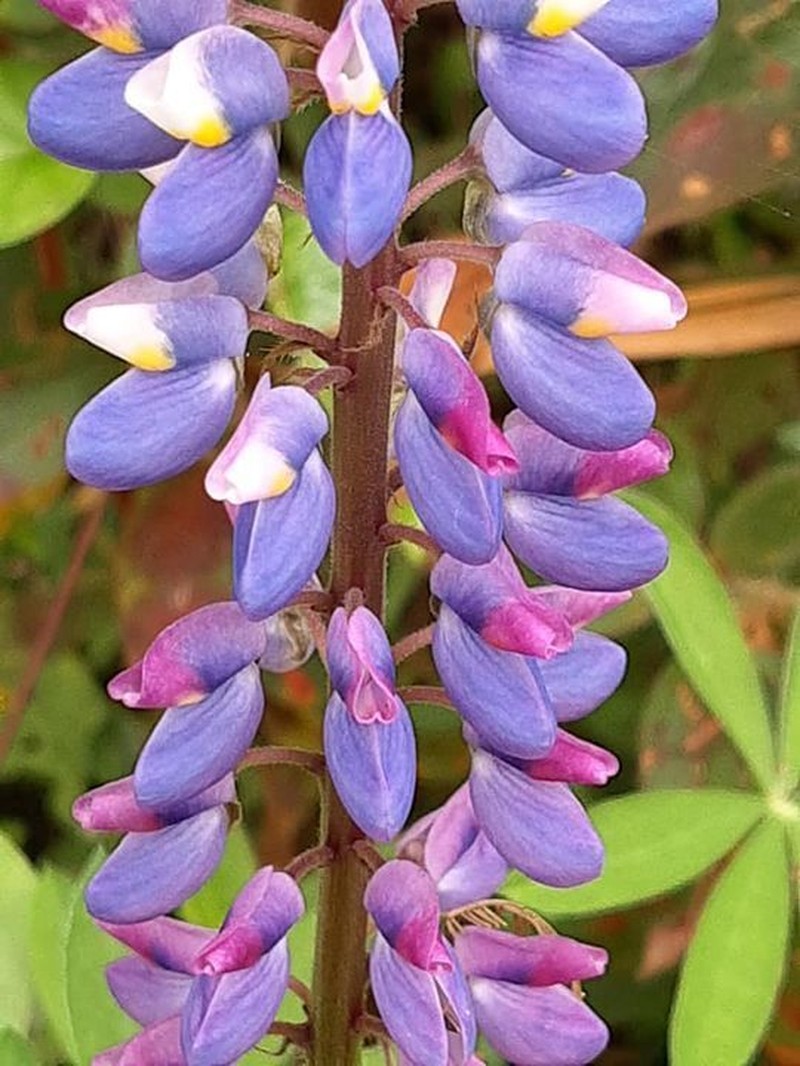Lupinus aberrans photo 4