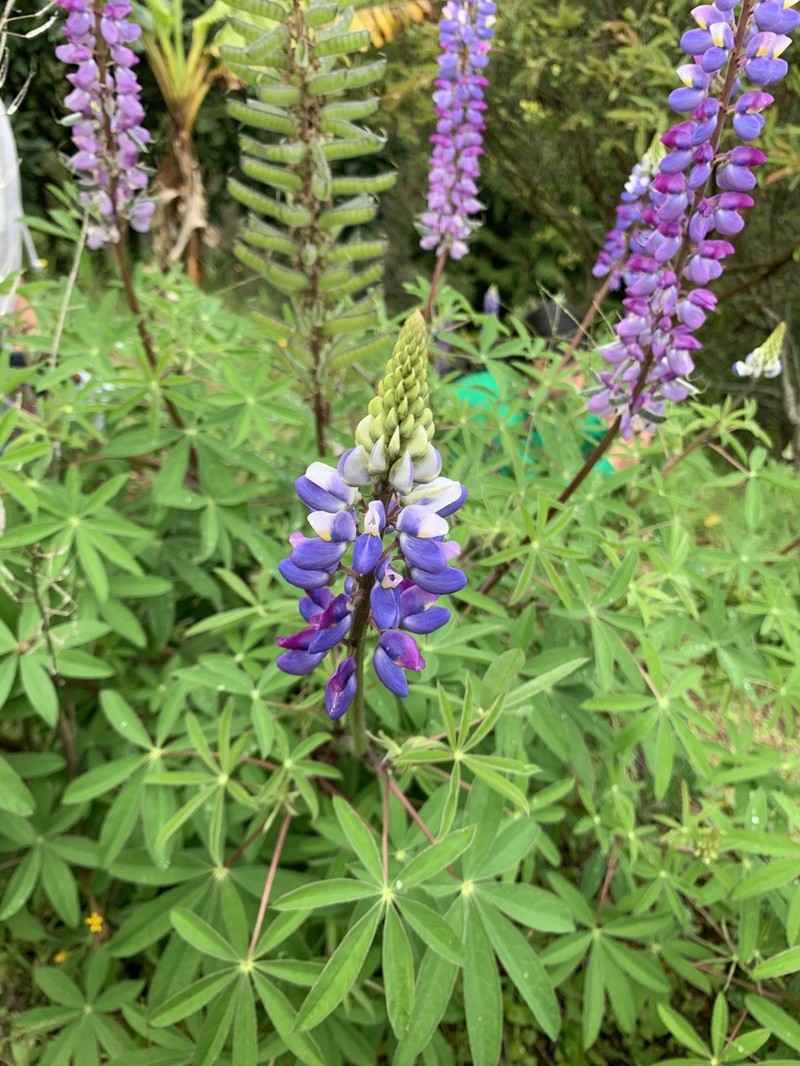 Lupinus aberrans photo 5